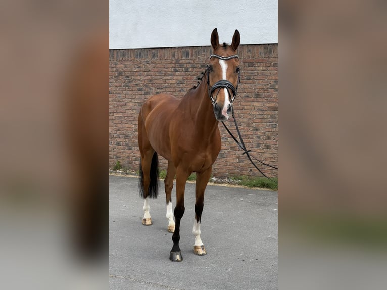 Oldenburg-International (OS) Gelding 10 years 16,2 hh Brown in Niederkassel