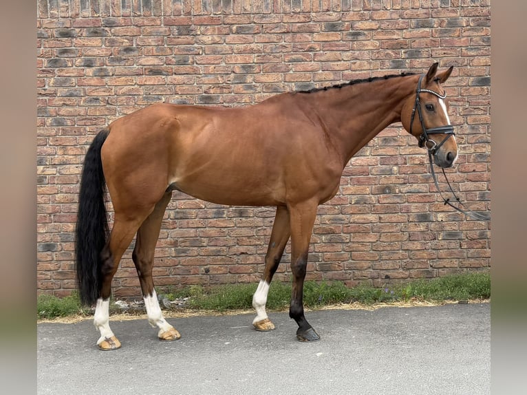 Oldenburg-International (OS) Gelding 10 years 16,2 hh Brown in Niederkassel