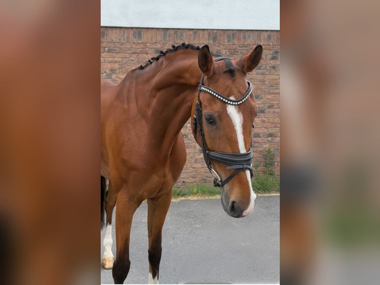 Oldenburg-International (OS) Gelding 10 years 16,2 hh Brown in Niederkassel