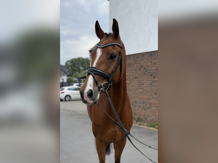 Oldenburg-International (OS) Gelding 10 years 16,2 hh Brown in Niederkassel