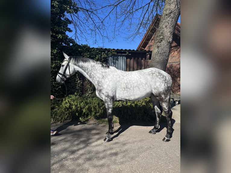 Oldenburg-International (OS) Gelding 10 years 16,2 hh Grey-Dapple in Wagenfeld