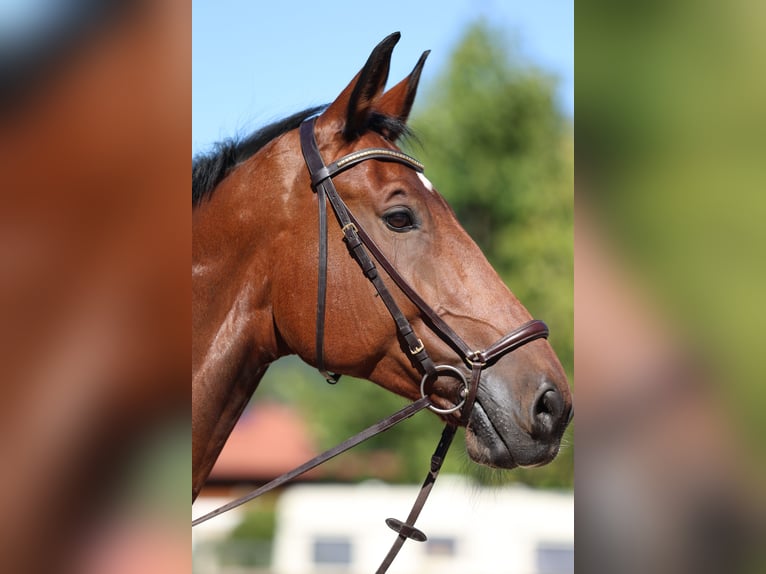 Oldenburg-International (OS) Gelding 10 years 17.2 hh Brown in Rottach-Egern