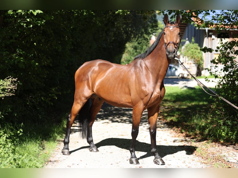 Oldenburg-International (OS) Gelding 10 years 17.2 hh Brown in Rottach-Egern