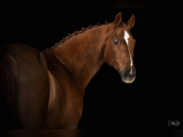 Oldenburg-International (OS) Gelding 10 years 17 hh Chestnut-Red in Nice