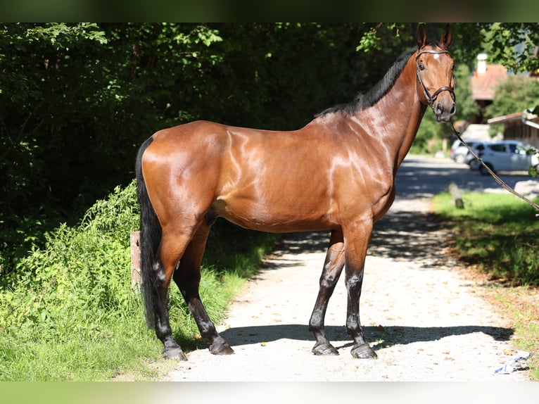 Oldenburg-International (OS) Gelding 10 years 17,2 hh Brown in Rottach-Egern