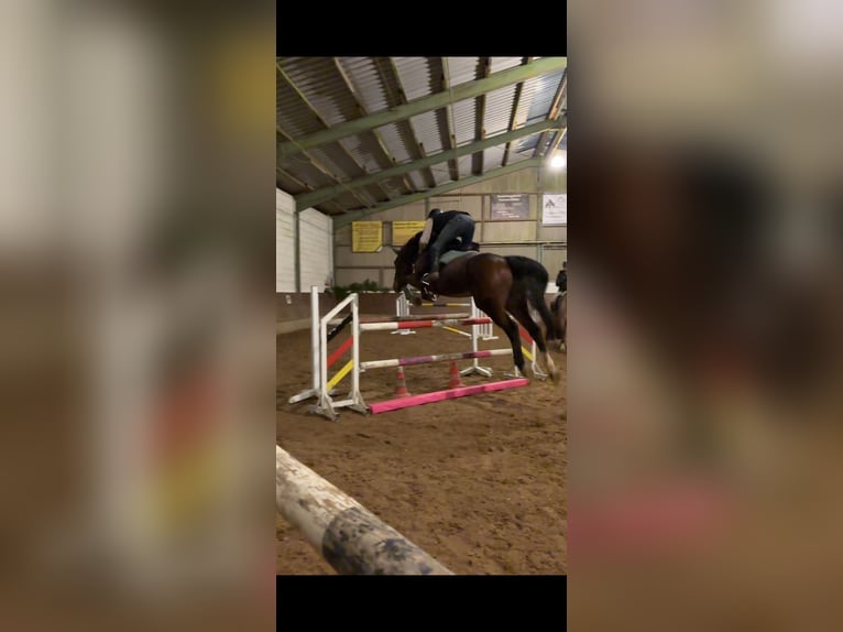 Oldenburg-International (OS) Gelding 10 years 17,2 hh Brown in Montabaur