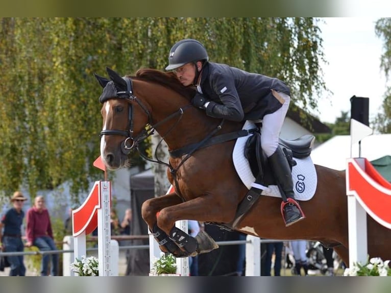 Oldenburg-International (OS) Gelding 11 years 15.2 hh Chestnut in Wurmberg