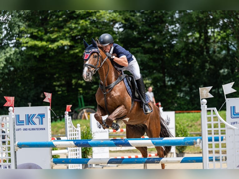 Oldenburg-International (OS) Gelding 11 years 15.2 hh Chestnut in Wurmberg