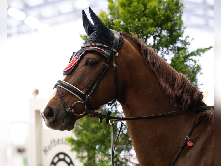 Oldenburg-International (OS) Gelding 11 years 15.2 hh Chestnut in Wurmberg