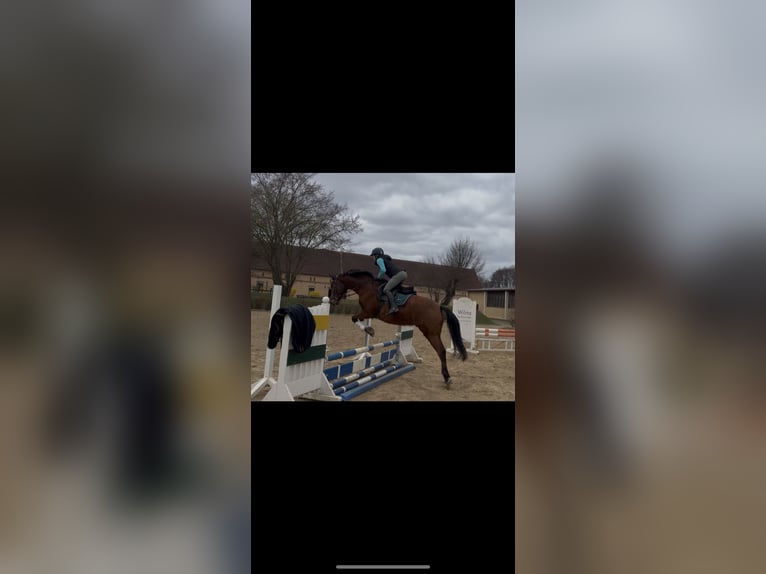 Oldenburg-International (OS) Gelding 11 years 16.2 hh Brown in Tauche