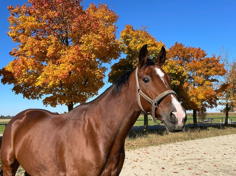 Oldenburg-International (OS) Gelding 11 years 16.3 hh Brown in Burghausen