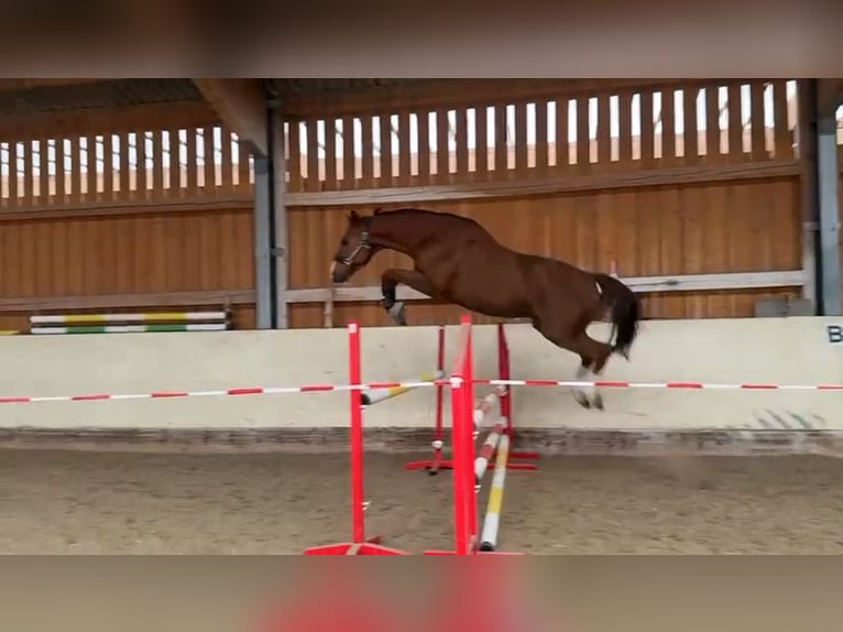 Oldenburg-International (OS) Gelding 11 years 16.3 hh Chestnut in Leobendorf