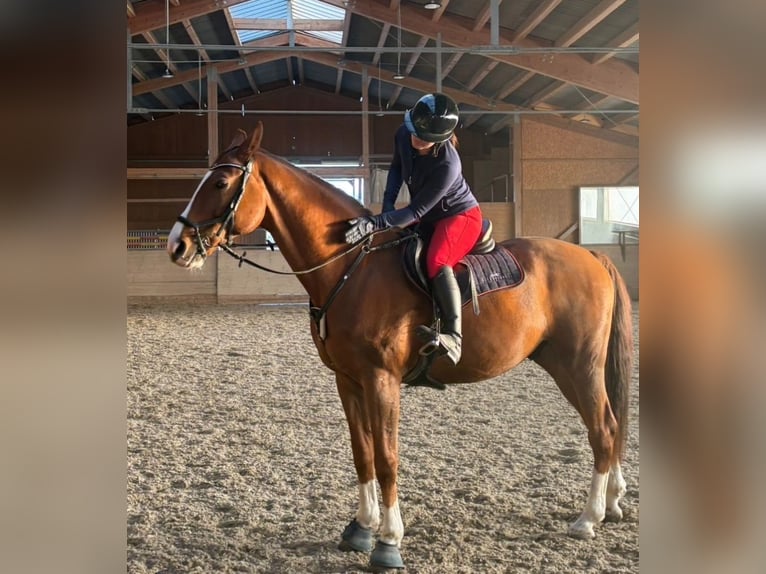 Oldenburg-International (OS) Gelding 11 years 16.3 hh Chestnut in Leobendorf