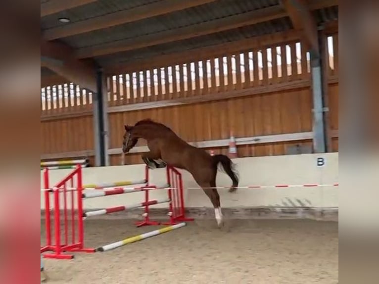 Oldenburg-International (OS) Gelding 11 years 16.3 hh Chestnut in Leobendorf