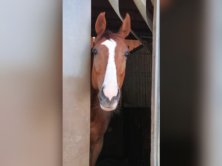 Oldenburg-International (OS) Gelding 11 years 16.3 hh Chestnut in Leobendorf