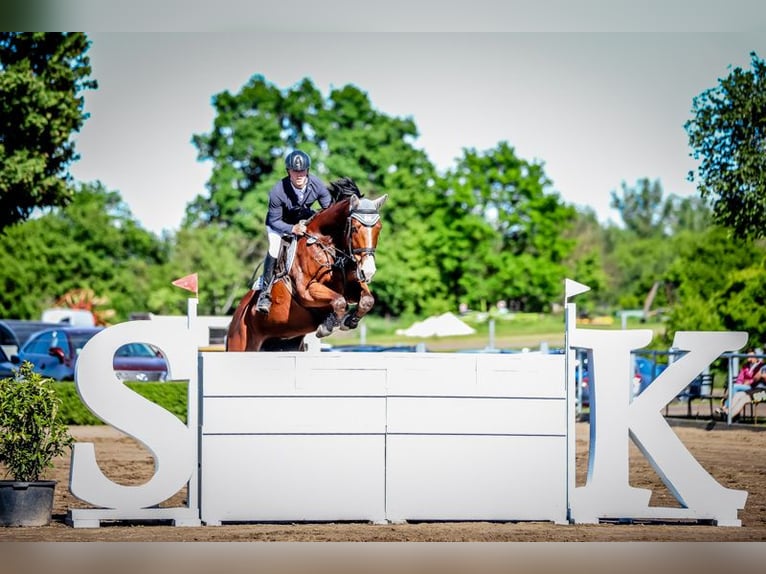 Oldenburg-International (OS) Gelding 11 years 16,2 hh Brown in Neustadt (Dosse)