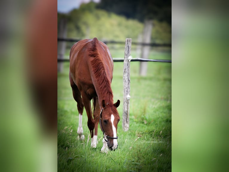 Oldenburg-International (OS) Gelding 11 years 16,2 hh Chestnut-Red in Bad Pyrmont