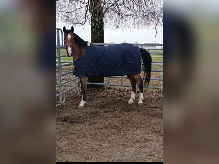 Oldenburg-International (OS) Gelding 11 years 16,3 hh Brown in Burghausen