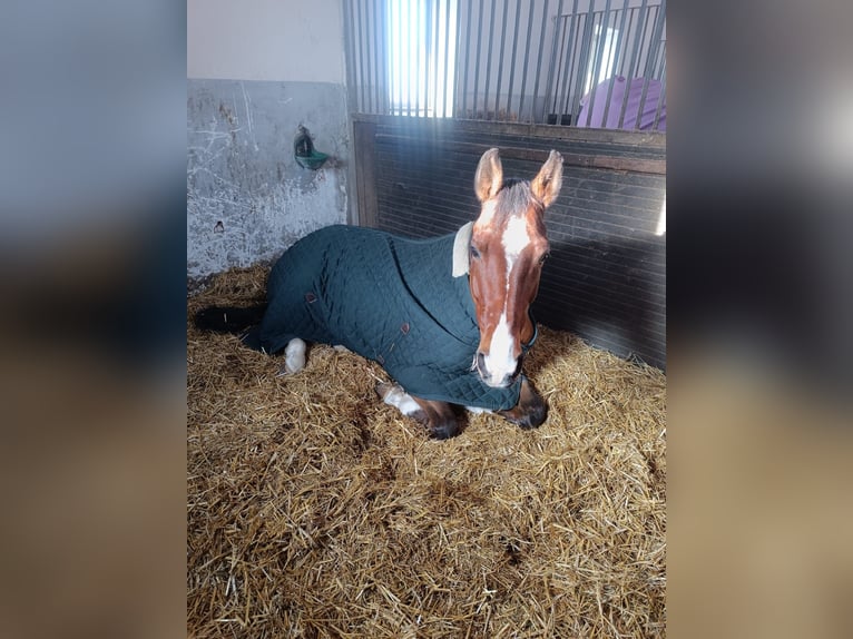 Oldenburg-International (OS) Gelding 11 years 16,3 hh Brown in Burghausen