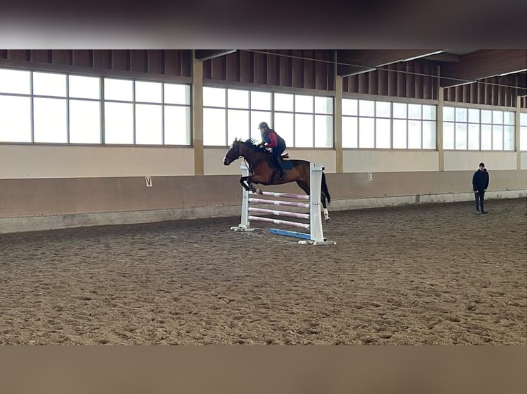 Oldenburg-International (OS) Gelding 11 years 16,3 hh Brown in Burghausen