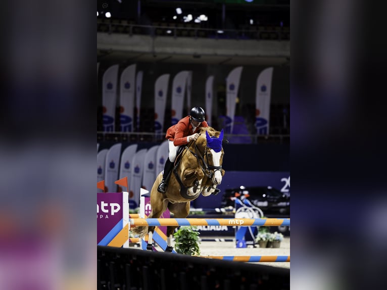 Oldenburg-International (OS) Gelding 11 years 16,3 hh Chestnut-Red in Kwidzyn