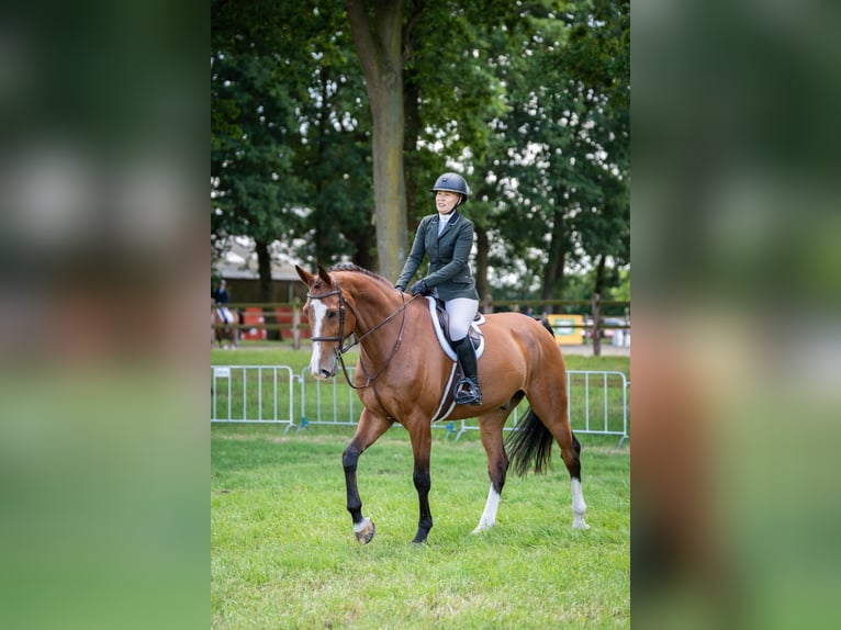 Oldenburg-International (OS) Gelding 11 years 17.2 hh Bay in Tegelen