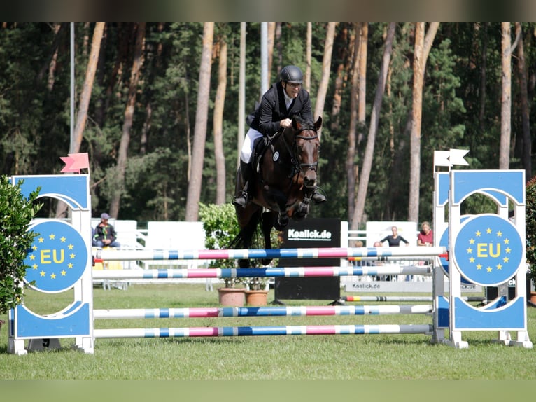 Oldenburg-International (OS) Gelding 11 years 17 hh Bay-Dark in Cottbus