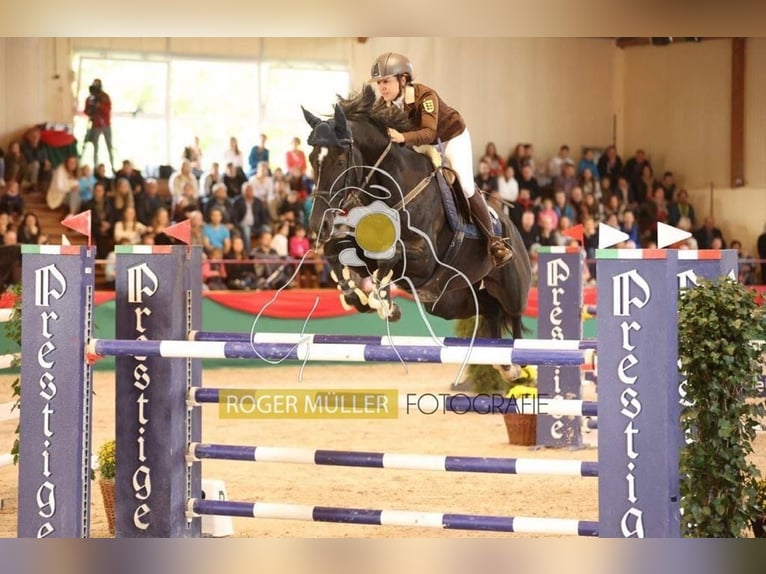 Oldenburg-International (OS) Gelding 11 years 17 hh Black in Schopfheim