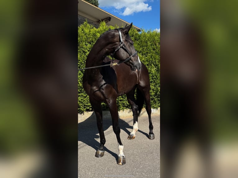 Oldenburg-International (OS) Gelding 11 years 17 hh Black in Schopfheim