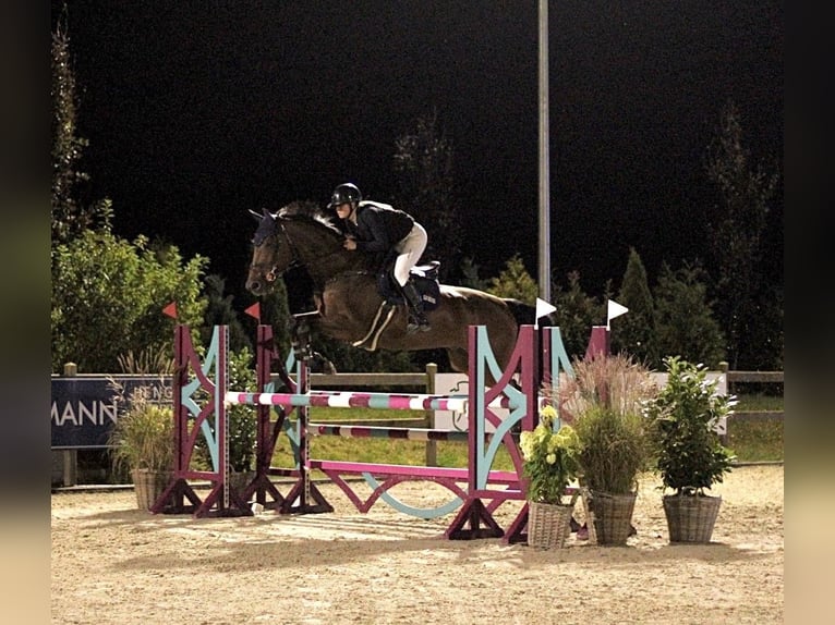 Oldenburg-International (OS) Gelding 11 years 17 hh Brown in Scharbeutz
