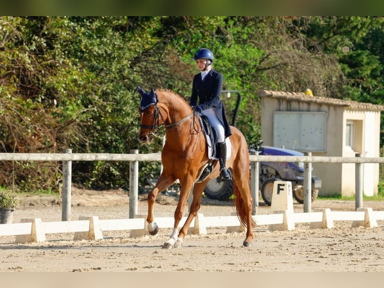 Oldenburg-International (OS) Gelding 11 years 17 hh Chestnut-Red in Nice