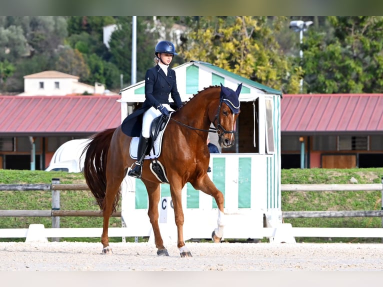 Oldenburg-International (OS) Gelding 11 years 17 hh Chestnut-Red in Nice