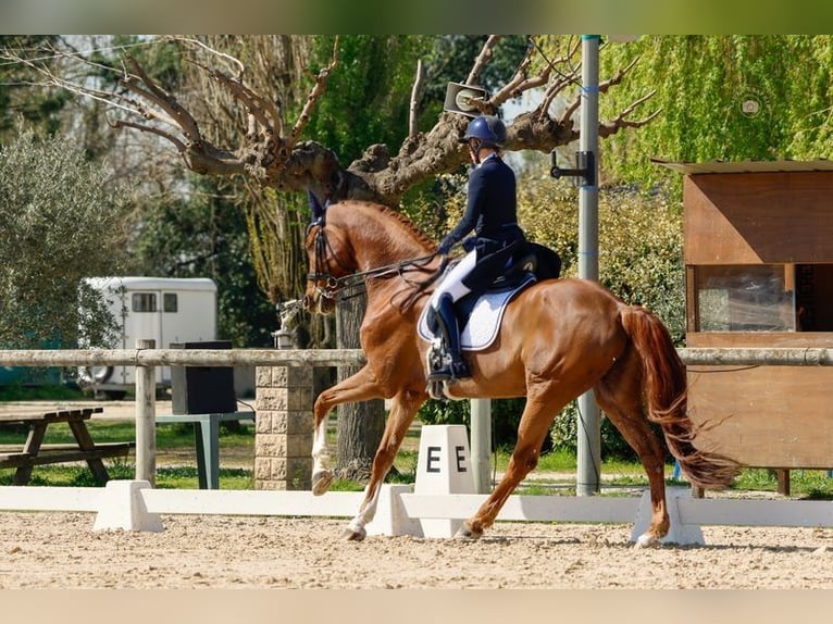 Oldenburg-International (OS) Gelding 11 years 17 hh Chestnut-Red in Nice