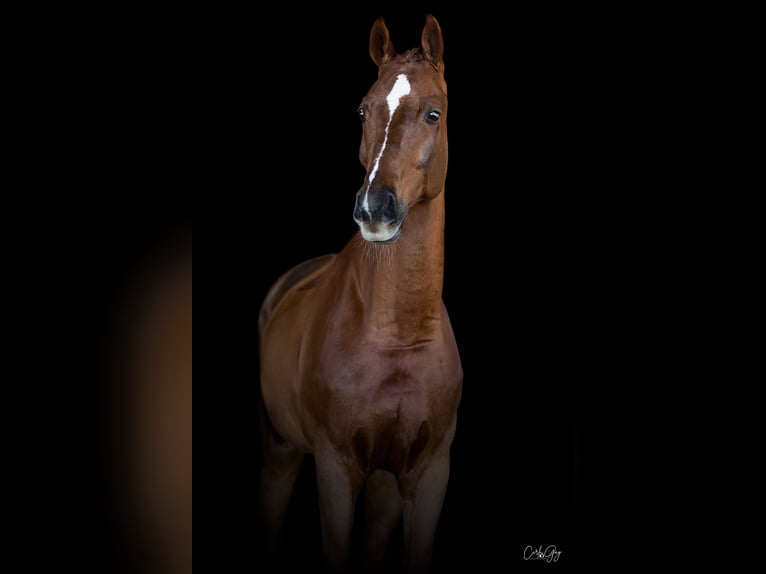 Oldenburg-International (OS) Gelding 11 years 17 hh Chestnut-Red in Nice