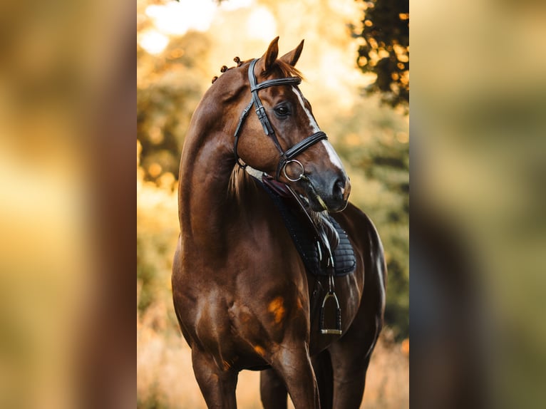 Oldenburg-International (OS) Gelding 11 years 17,1 hh Chestnut-Red in Nettetal