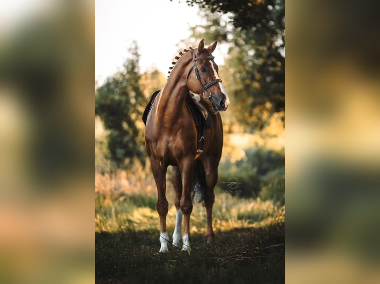 Oldenburg-International (OS) Gelding 11 years 17,1 hh Chestnut-Red in Nettetal