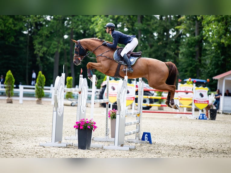 Oldenburg-International (OS) Gelding 11 years 17,3 hh Chestnut-Red in Leoncin