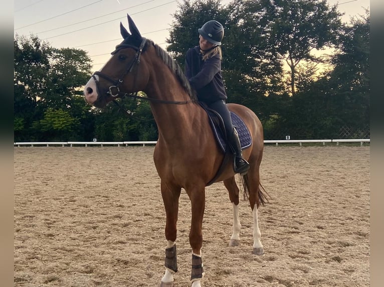 Oldenburg-International (OS) Gelding 12 years 16.1 hh Chestnut in Wien
