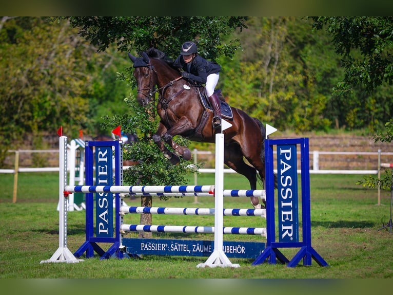 Oldenburg-International (OS) Gelding 12 years 16.1 hh Smoky-Black in Syke