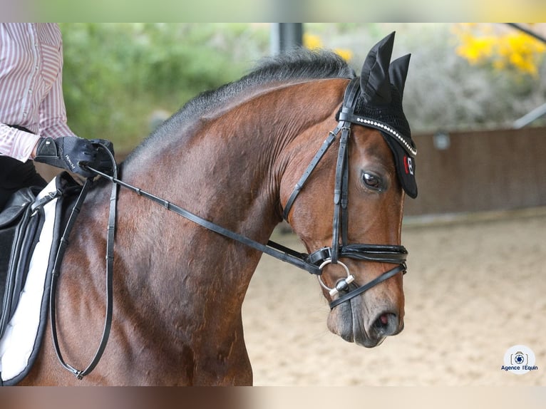 Oldenburg-International (OS) Gelding 12 years 16 hh Bay-Dark in Satolas et Bonce