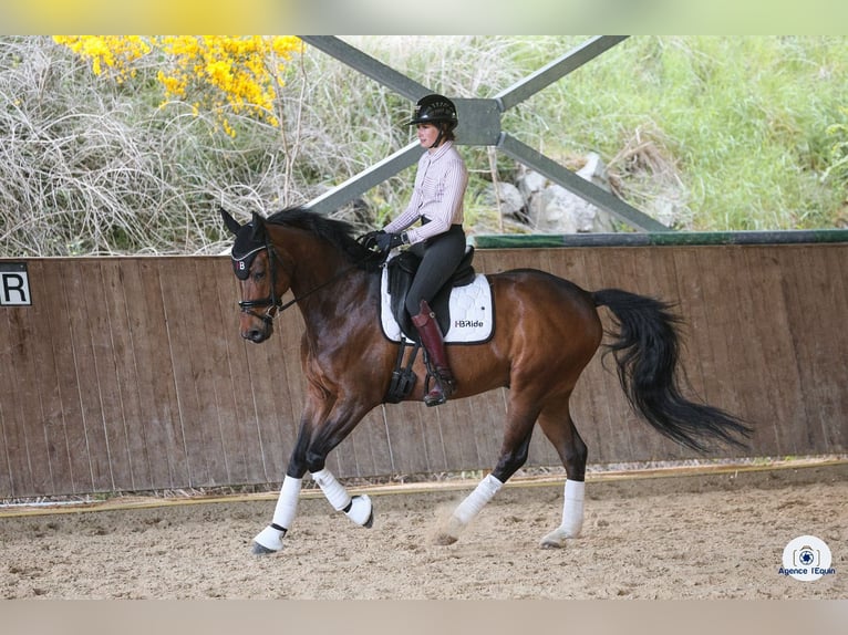 Oldenburg-International (OS) Gelding 12 years 16 hh Bay-Dark in Satolas et Bonce
