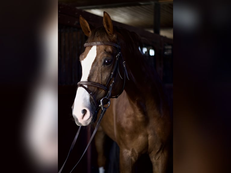 Oldenburg-International (OS) Gelding 12 years 16,1 hh Chestnut-Red in Schönkirchen-Reyersdorf