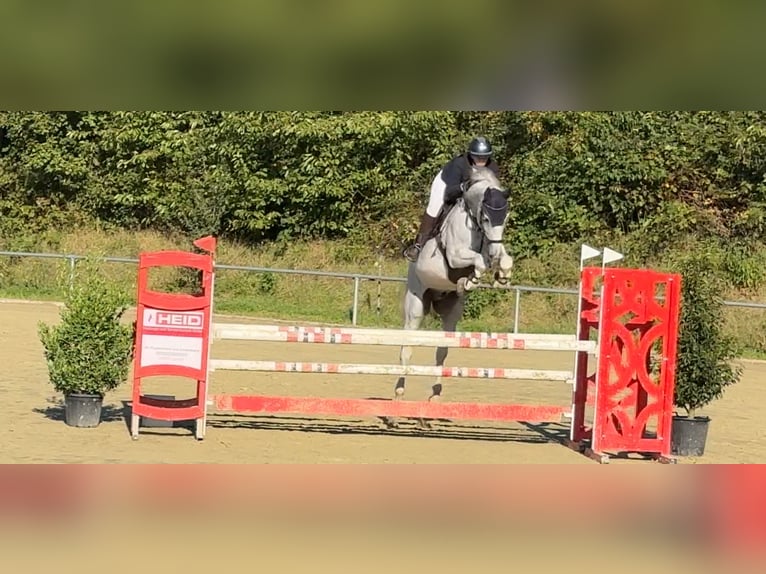 Oldenburg-International (OS) Gelding 12 years 16,1 hh Gray-Fleabitten in Hirschberg an der Bergstra&#xDF;e