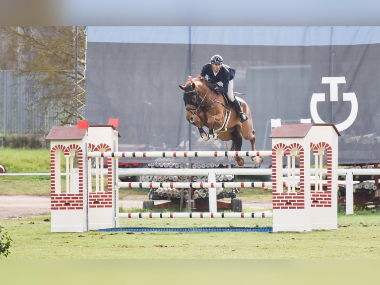 Oldenburg-International (OS) Gelding 12 years 17.3 hh Chestnut-Red in Leoncin
