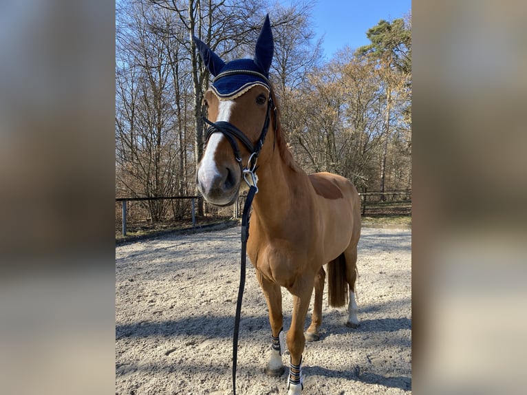 Oldenburg-International (OS) Mix Gelding 12 years 17,2 hh Chestnut-Red in Aichwald