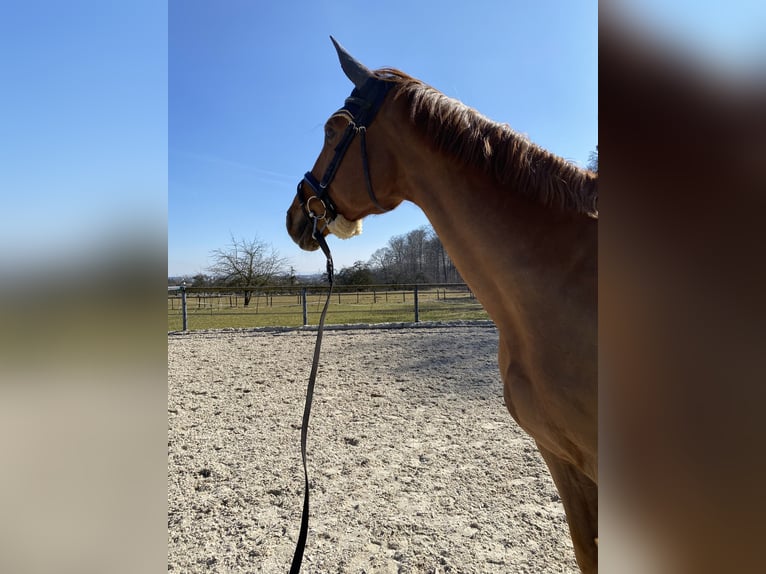 Oldenburg-International (OS) Mix Gelding 12 years 17,2 hh Chestnut-Red in Aichwald