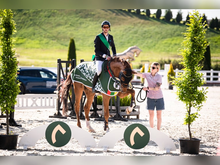 Oldenburg-International (OS) Gelding 12 years 17,3 hh Chestnut-Red in Leoncin