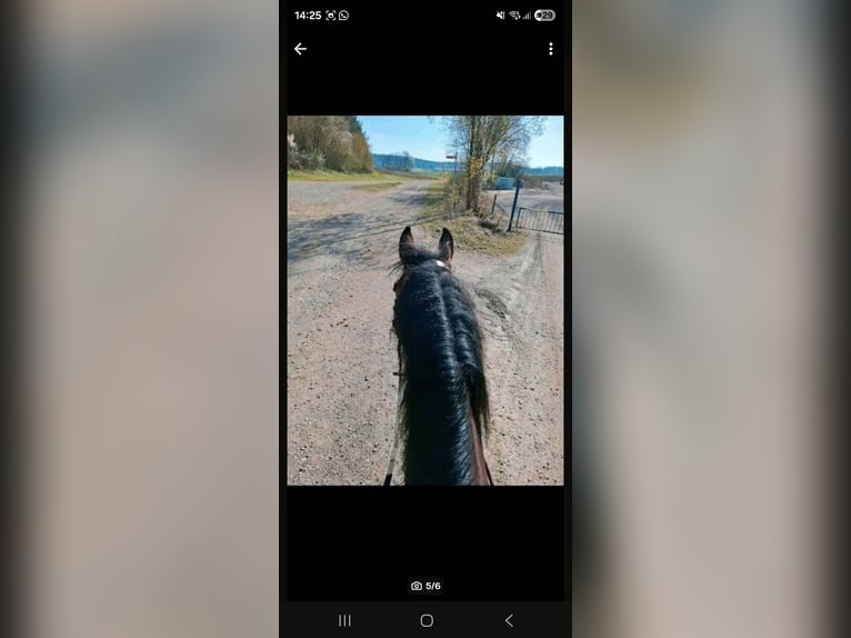 Oldenburg-International (OS) Gelding 13 years 16.2 hh Brown in Betzenweiler