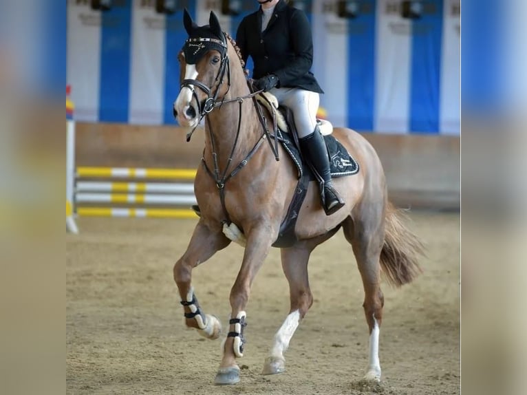 Oldenburg-International (OS) Gelding 13 years 16 hh Chestnut-Red in Zorneding
