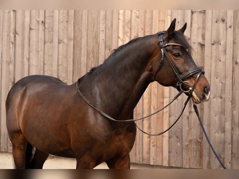 Oldenburg-International (OS) Gelding 13 years 16,1 hh Bay-Dark in Dornbirn